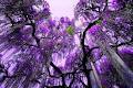 Purpletree